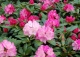 różanecznik 'Kalinka' - Rhododendron 'Kalinka' 