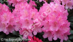 różanecznik 'Kalinka' - Rhododendron 'Kalinka' 