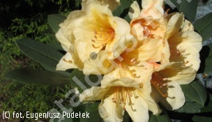 różanecznik KARIBIA 'Hachkari' - Rhododendron KARIBIA 'Hachkari' 