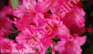 Azalia ‘Katja’ - Rhododendron 'Katja' 