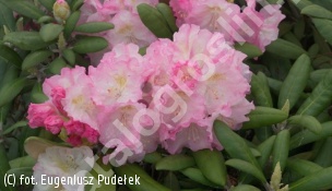 różanecznik 'Ken Janeck' - Rhododendron 'Ken Janeck' 