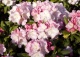 różanecznik 'Ken Janeck' - Rhododendron 'Ken Janeck' 