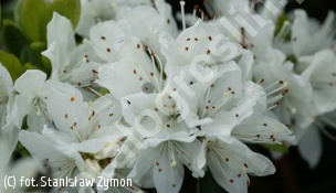 azalia 'Kermesina Alba' - Rhododendron 'Kermesina Alba' 
