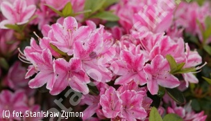 azalia 'Kermesina Rosé' - Rhododendron 'Kermesina Rosé' 