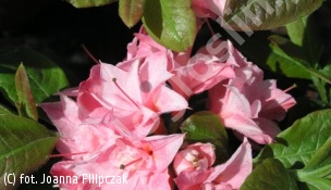 azalia 'Kilian' - Rhododendron 'Kilian' 