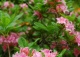 azalia 'Kilian' - Rhododendron 'Kilian' 