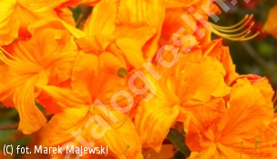 azalia 'Klondyke' - Rhododendron 'Klondyke' 