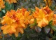 azalia 'Klondyke' - Rhododendron 'Klondyke' 