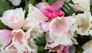 różanecznik 'Koichiro Wada' - Rhododendron 'Koichiro Wada' 