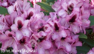 różanecznik 'Kokardia' - Rhododendron 'Kokardia' 