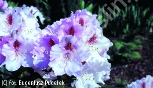 różanecznik 'Lamentosa' - Rhododendron 'Lamentosa' 