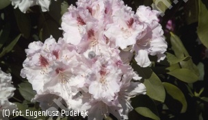 różanecznik 'Lamentosa' - Rhododendron 'Lamentosa' 