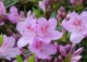 azalia 'Ledikanense' - Rhododendron 'Ledikanense' 