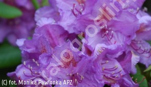 różanecznik 'Lee`s Dark Purple' - Rhododendron 'Lee`s Dark Purple' 