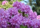 różanecznik 'Lee`s Dark Purple' - Rhododendron 'Lee`s Dark Purple' 