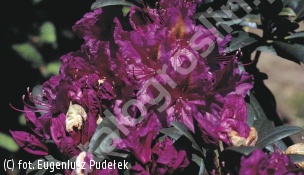 różanecznik 'Libretto' - Rhododendron 'Libretto' 