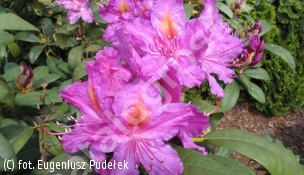 różanecznik 'Libretto' - Rhododendron 'Libretto' 