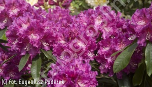 różanecznik 'Lilofee' - Rhododendron 'Lilofee' 