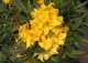 azalia 'Limetta' - Rhododendron 'Limetta' 