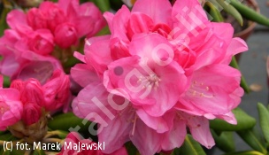 różanecznik 'Lumina' - Rhododendron 'Lumina' 