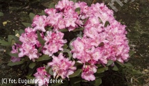 różanecznik 'Lumina' - Rhododendron 'Lumina' 