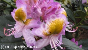 różanecznik 'Madame Jules Porges' - Rhododendron 'Madame Jules Porges' 