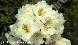 różanecznik 'Maharani' - Rhododendron 'Maharani' 