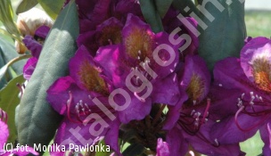 różanecznik 'Marcel Menard' - Rhododendron 'Marcel Menard' 