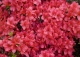 azalia 'Maruschka' - Rhododendron 'Maruschka' 