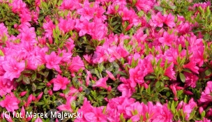 azalia 'Melina' - Rhododendron 'Melina' 