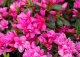 azalia 'Melina' - Rhododendron 'Melina' 