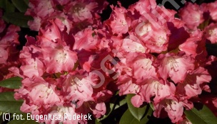 różanecznik 'Morgenrot' - Rhododendron 'Morgenrot' 