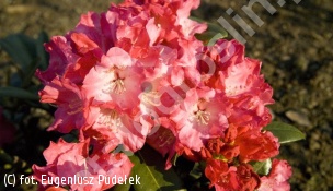 różanecznik 'Morgenrot' - Rhododendron 'Morgenrot' 