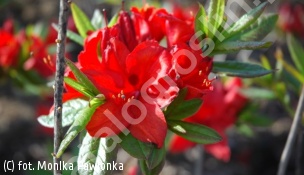 azalia 'Nabucco' - Rhododendron 'Nabucco' 