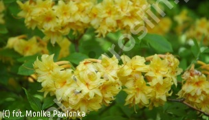 azalia 'Narcissflora' - Rhododendron 'Narcissiflora' 