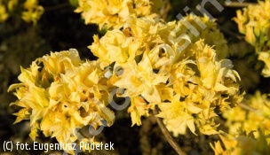 azalia 'Narcissflora' - Rhododendron 'Narcissiflora' 