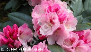 różanecznik 'Nicoletta' - Rhododendron 'Nicoletta' 