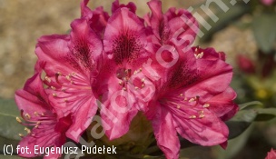 różanecznik 'Nova Zembla' - Rhododendron 'Nova Zembla' 