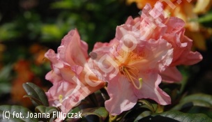 różanecznik 'Orangina' - Rhododendron 'Orangina' 
