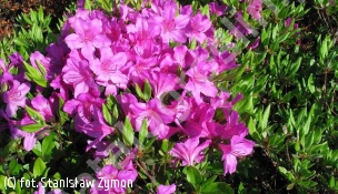 azalia 'Orlice' - Rhododendron 'Orlice' 