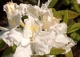azalia ‘Oxydol’ - Rhododendron 'Oxydol' 