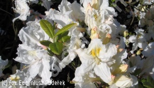 azalia ‘Oxydol’ - Rhododendron 'Oxydol' 