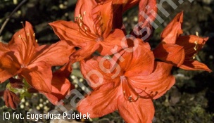 azalia 'Parkfeuer' - Rhododendron 'Parkfeuer' 