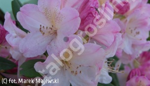 różanecznik 'Percy Wiseman' - Rhododendron 'Percy Wiseman' 