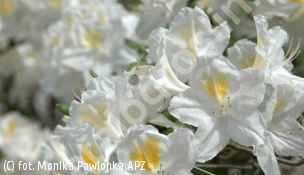 azalia 'Persil' - Rhododendron 'Persil' 