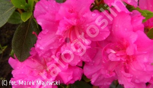 azalia PETTICOAT 'Hachpett' - Rhododendron PETTICOAT 'Hachpett' 