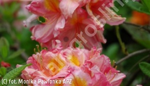 azalia 'Pink Delight' - Rhododendron 'Pink Delight' 