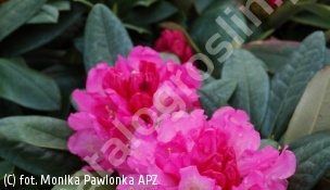 różanecznik 'Polaris' - Rhododendron 'Polaris' 