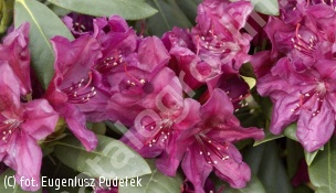 różanecznik 'Polarnacht' - Rhododendron 'Polarnacht' 