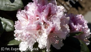 różanecznik 'Progres' - Rhododendron 'Progrès' 